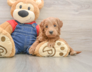5 week old Mini Goldendoodle Puppy For Sale - Pilesgrove Pups