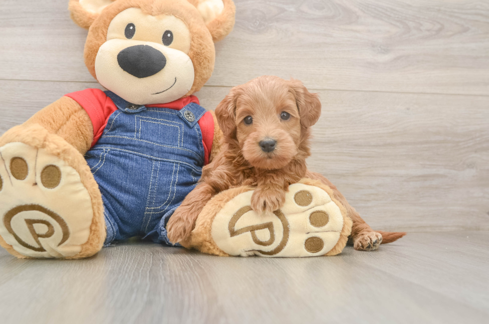 5 week old Mini Goldendoodle Puppy For Sale - Pilesgrove Pups