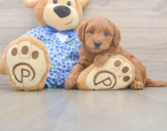 7 week old Mini Goldendoodle Puppy For Sale - Pilesgrove Pups