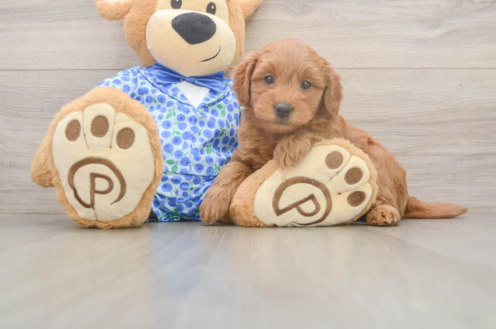 6 week old Mini Goldendoodle Puppy For Sale - Pilesgrove Pups