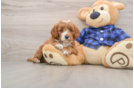 Mini Goldendoodle Puppy for Adoption