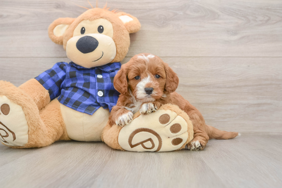 Smart Mini Goldendoodle Poodle Mix Pup