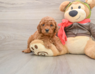 7 week old Mini Goldendoodle Puppy For Sale - Pilesgrove Pups