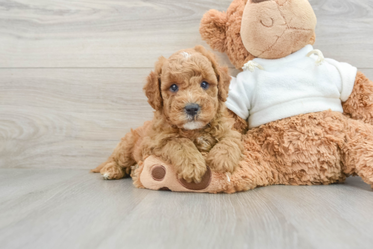 Funny Mini Goldendoodle Poodle Mix Pup