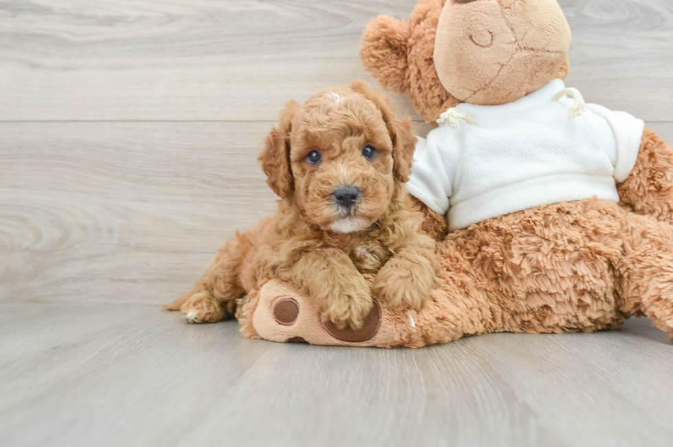 6 week old Mini Goldendoodle Puppy For Sale - Pilesgrove Pups