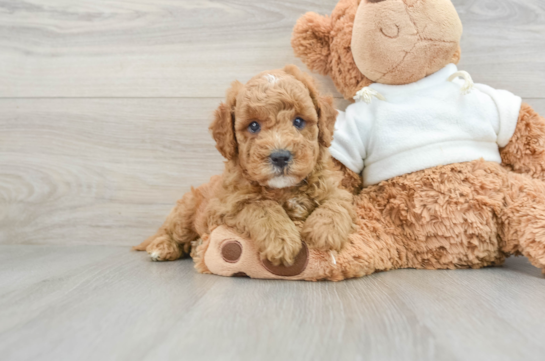 Funny Mini Goldendoodle Poodle Mix Pup