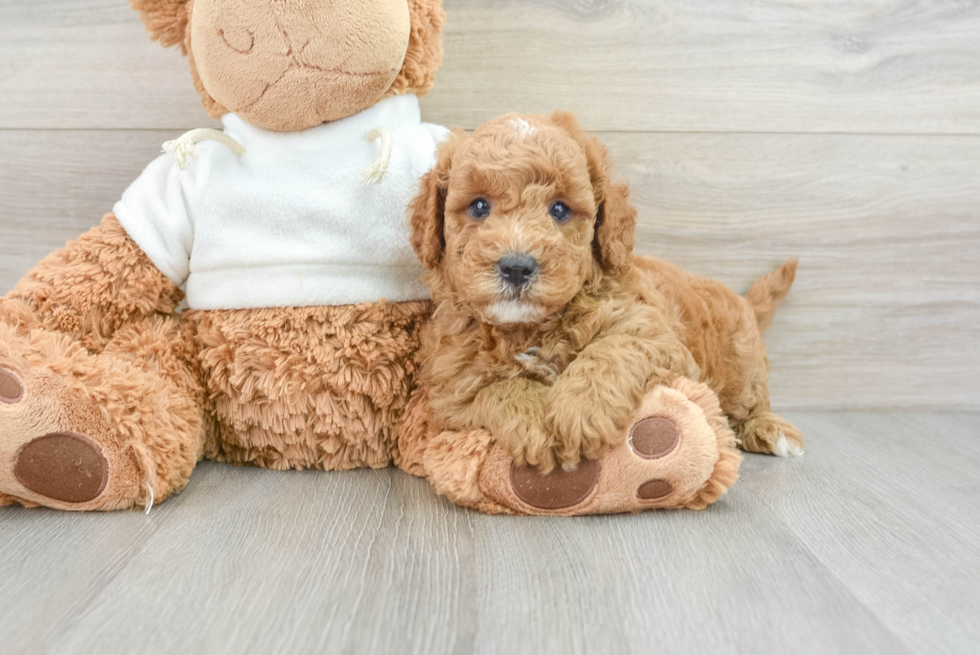 Playful Mini Groodle Poodle Mix Puppy