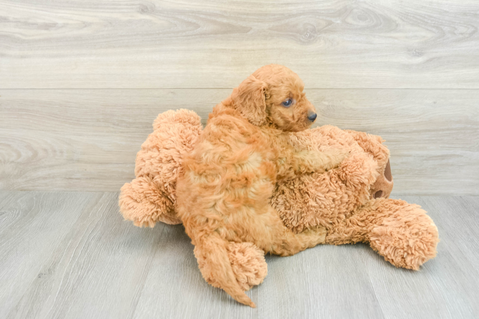 Mini Goldendoodle Pup Being Cute