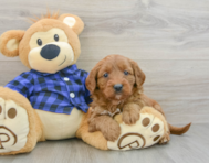 8 week old Mini Goldendoodle Puppy For Sale - Pilesgrove Pups