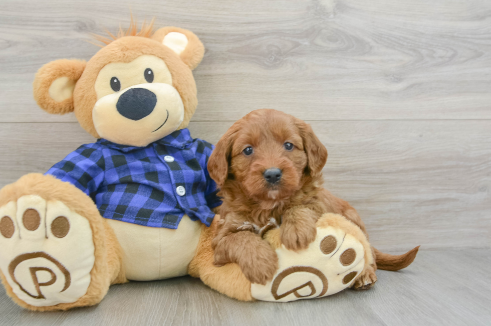 6 week old Mini Goldendoodle Puppy For Sale - Pilesgrove Pups