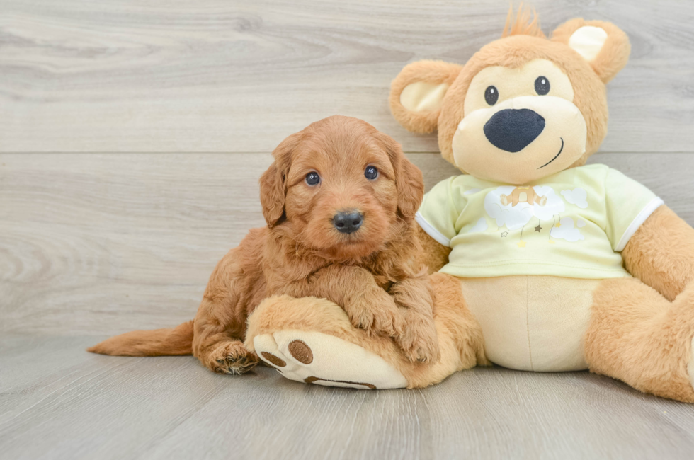 5 week old Mini Goldendoodle Puppy For Sale - Pilesgrove Pups