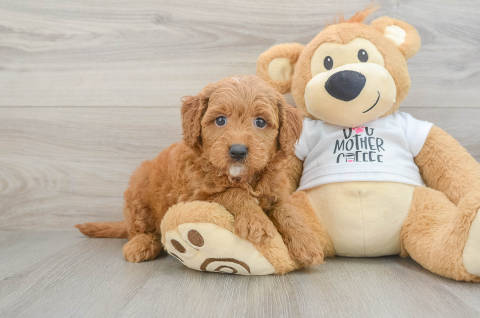 6 week old Mini Goldendoodle Puppy For Sale - Pilesgrove Pups