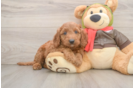 Mini Goldendoodle Pup Being Cute