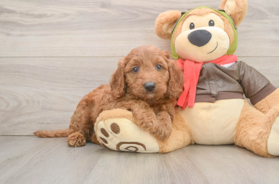 Mini Goldendoodle Pup Being Cute