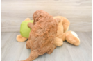 Petite Mini Goldendoodle Poodle Mix Pup