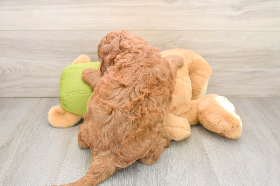 Petite Mini Goldendoodle Poodle Mix Pup