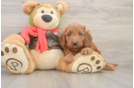 Sweet Mini Goldendoodle Baby