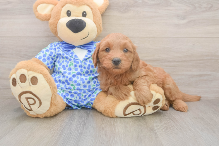 Funny Mini Goldendoodle Poodle Mix Pup