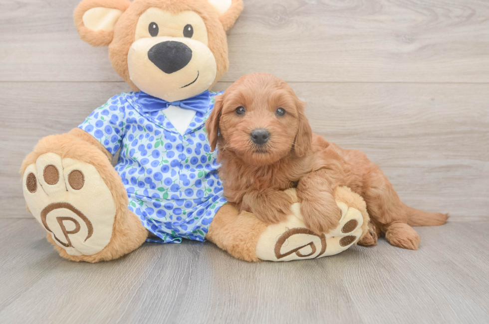 6 week old Mini Goldendoodle Puppy For Sale - Pilesgrove Pups