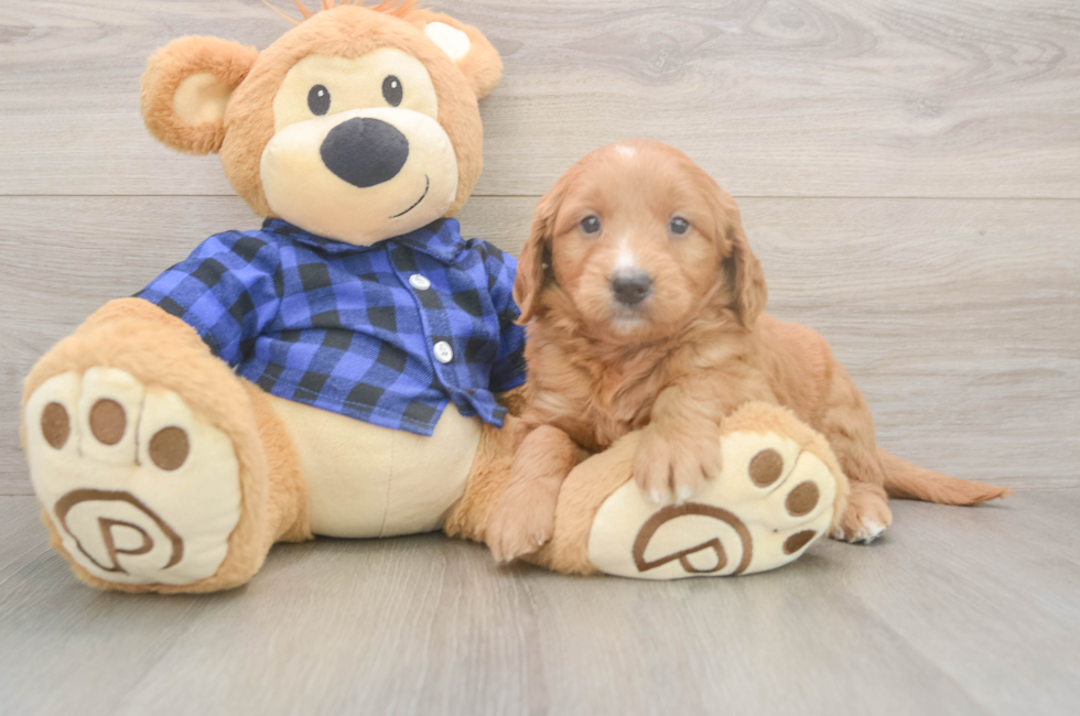 5 week old Mini Goldendoodle Puppy For Sale - Pilesgrove Pups