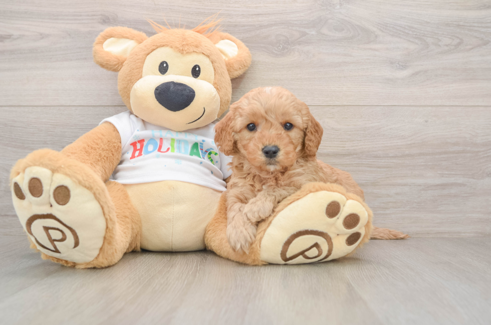 6 week old Mini Goldendoodle Puppy For Sale - Pilesgrove Pups