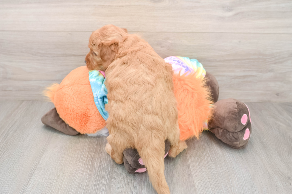 Mini Goldendoodle Pup Being Cute