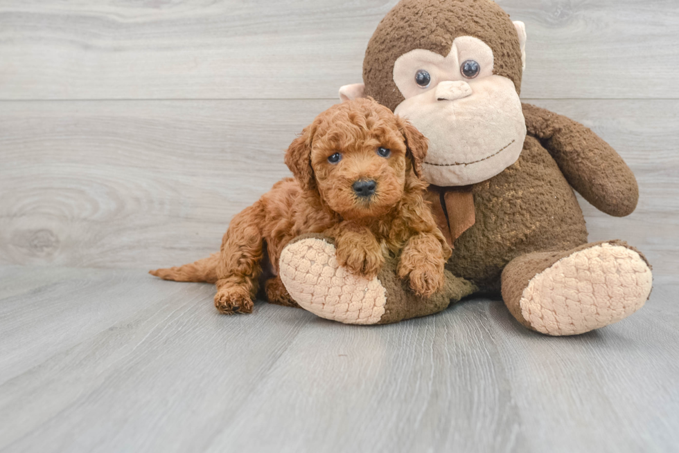 Mini Goldendoodle Puppy for Adoption