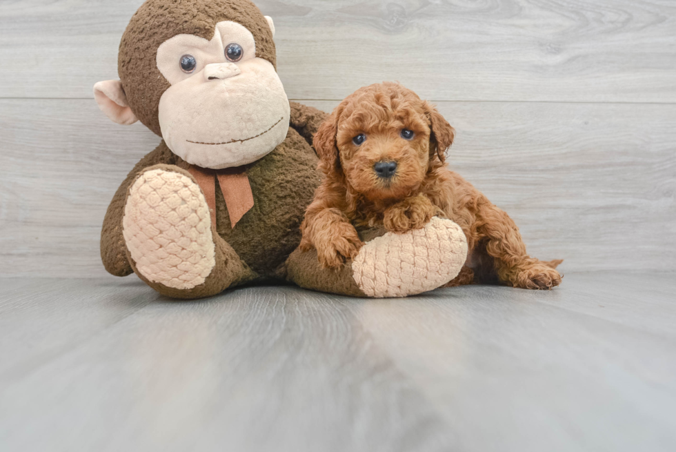 Mini Goldendoodle Puppy for Adoption