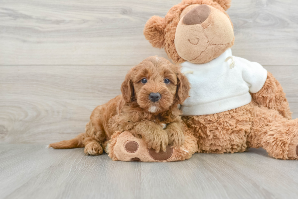 Smart Mini Goldendoodle Poodle Mix Pup