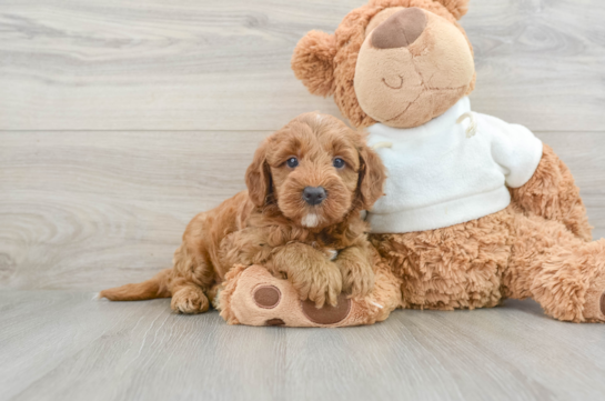 Smart Mini Goldendoodle Poodle Mix Pup