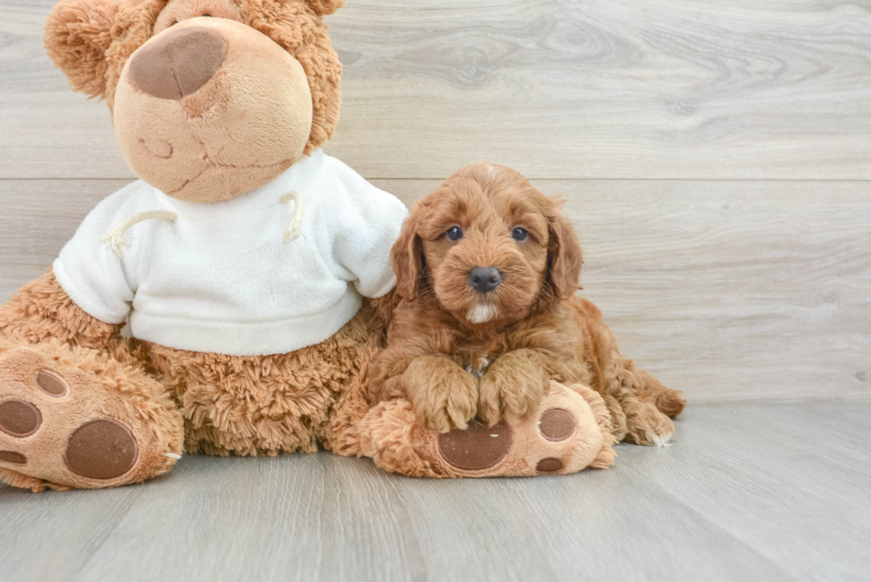 Friendly Mini Goldendoodle Baby