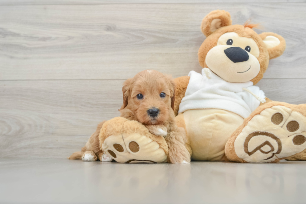 Little Mini Goldenpoo Poodle Mix Puppy