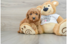 Mini Goldendoodle Puppy for Adoption