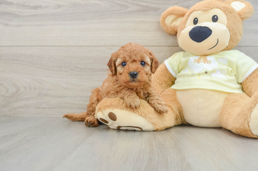 5 week old Mini Goldendoodle Puppy For Sale - Pilesgrove Pups