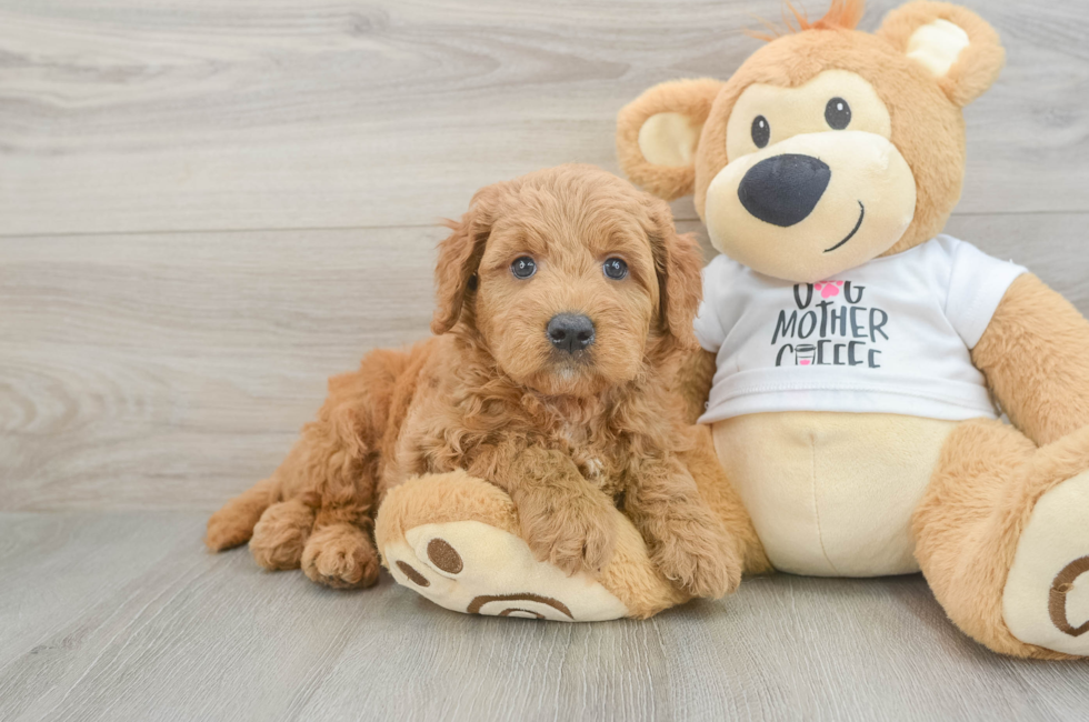 6 week old Mini Goldendoodle Puppy For Sale - Pilesgrove Pups