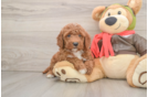 Petite Mini Goldendoodle Poodle Mix Pup