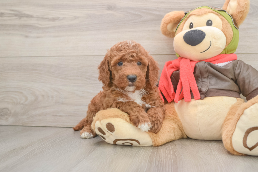 Petite Mini Goldendoodle Poodle Mix Pup