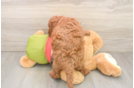 Mini Goldendoodle Pup Being Cute