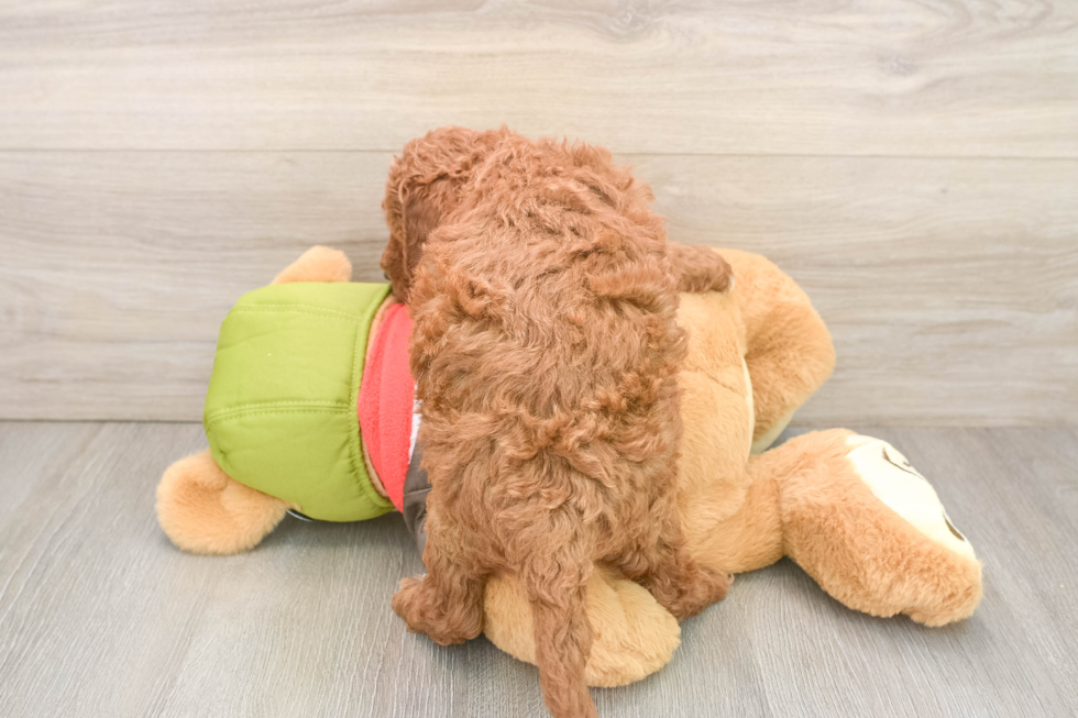 Mini Goldendoodle Pup Being Cute