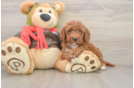 Mini Goldendoodle Pup Being Cute