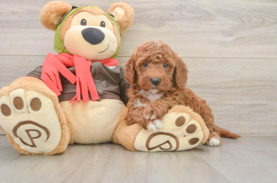 Mini Goldendoodle Pup Being Cute