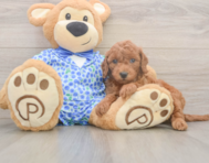 7 week old Mini Goldendoodle Puppy For Sale - Pilesgrove Pups