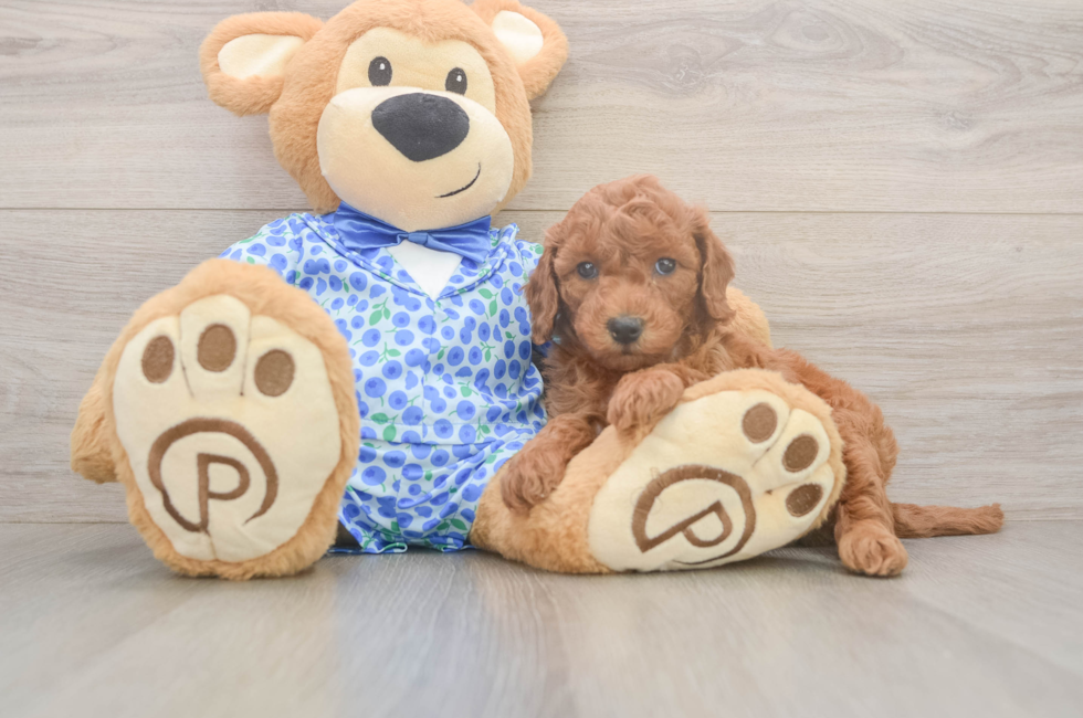 6 week old Mini Goldendoodle Puppy For Sale - Pilesgrove Pups