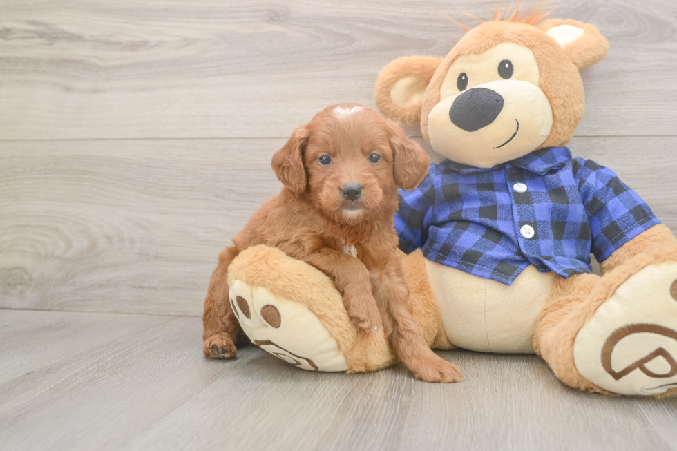 Meet Barrett - our Mini Goldendoodle Puppy Photo  2/3 - Pilesgrove Pups Little Mini Goldenpoo Poodle Mix Puppy