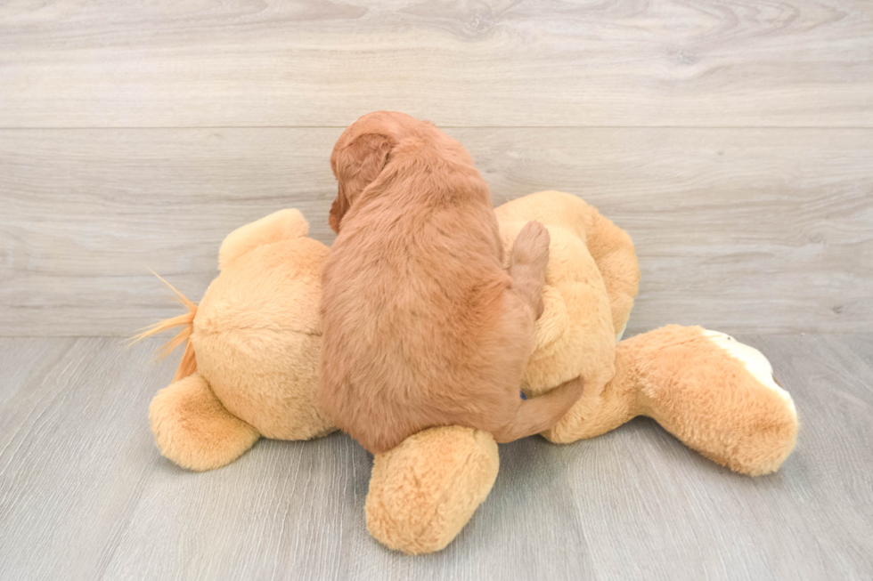 Meet Barrett - our Mini Goldendoodle Puppy Photo  3/3 - Pilesgrove Pups Smart Mini Goldendoodle Poodle Mix Pup