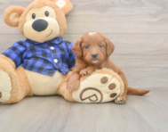 5 week old Mini Goldendoodle Puppy For Sale - Pilesgrove Pups
