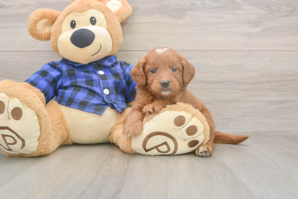 Meet Barrett - our Mini Goldendoodle Puppy Photo  1/3 - Pilesgrove Pups Mini Goldendoodle Puppy for Adoption
