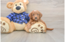 Meet Barrett - our Mini Goldendoodle Puppy Photo  1/3 - Pilesgrove Pups Mini Goldendoodle Puppy for Adoption