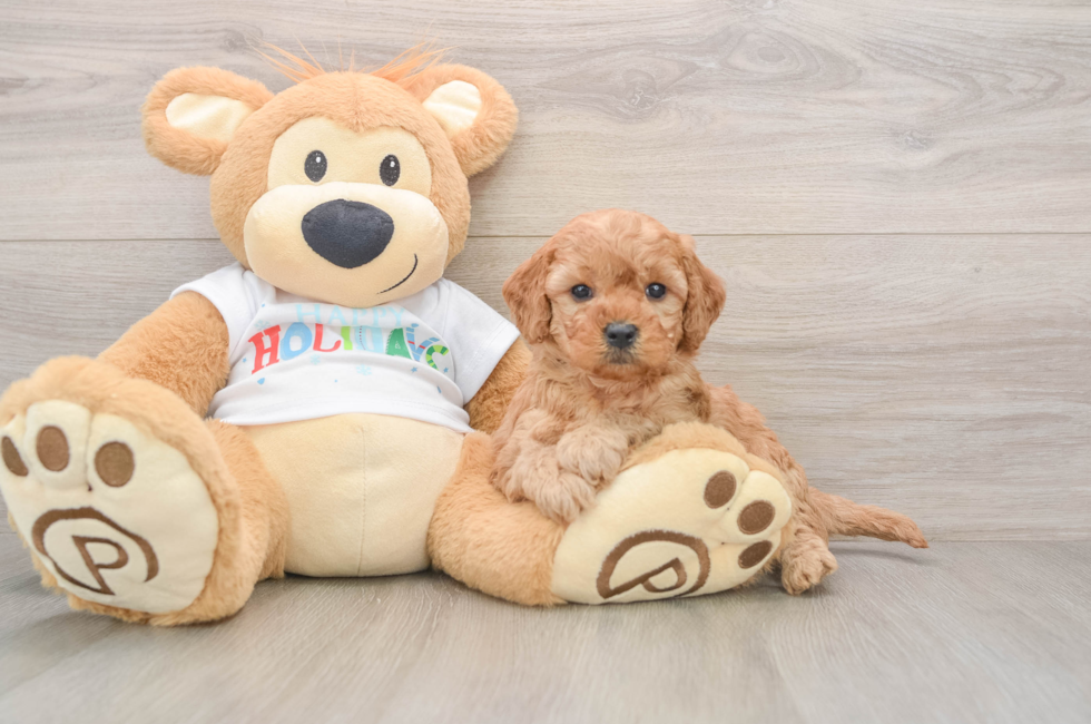 6 week old Mini Goldendoodle Puppy For Sale - Pilesgrove Pups