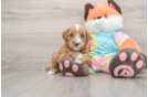 Energetic Golden Doodle Poodle Mix Puppy